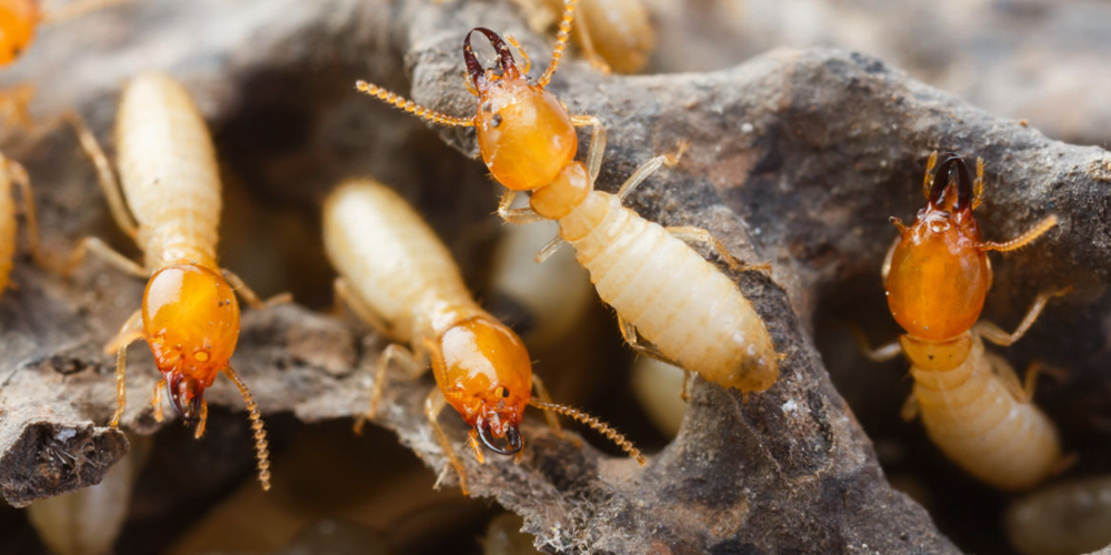 Termite Control Services in Raj Bhavan