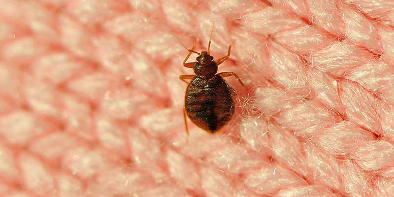 Bed Bugs Control Services in Mount Road