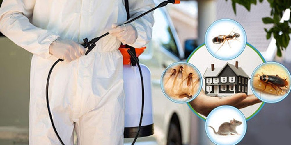 Pest Control Services in Triplicane