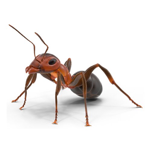 Ants Control