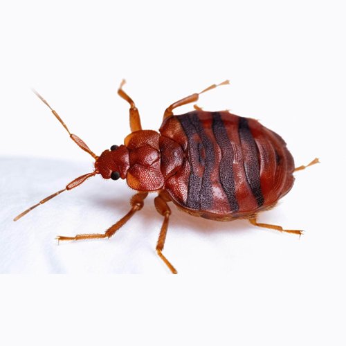 Bed Bugs Control