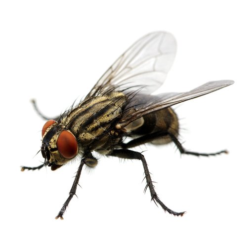 Flies Pest Control