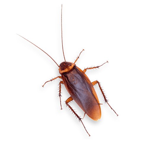 Cockroaches Control