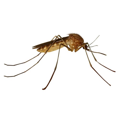Mosquitos Pest Control