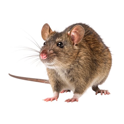 Rats Control