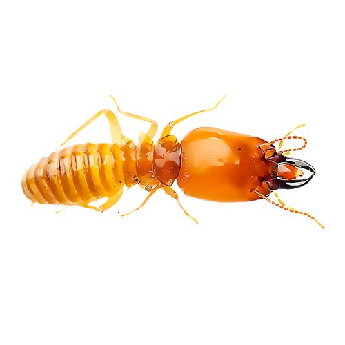 Termites Control