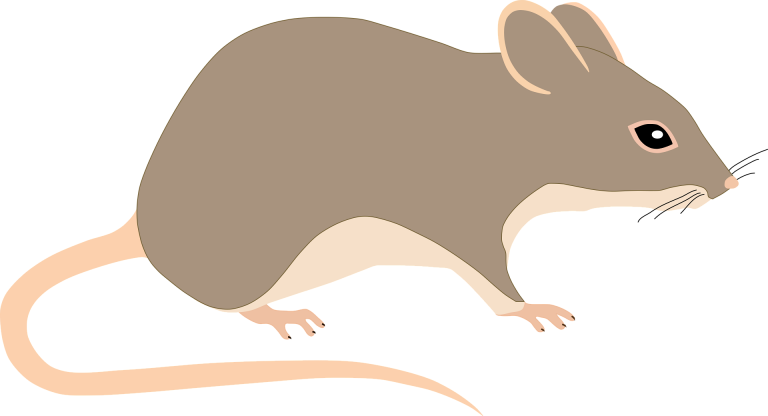 Rodent Anatomy